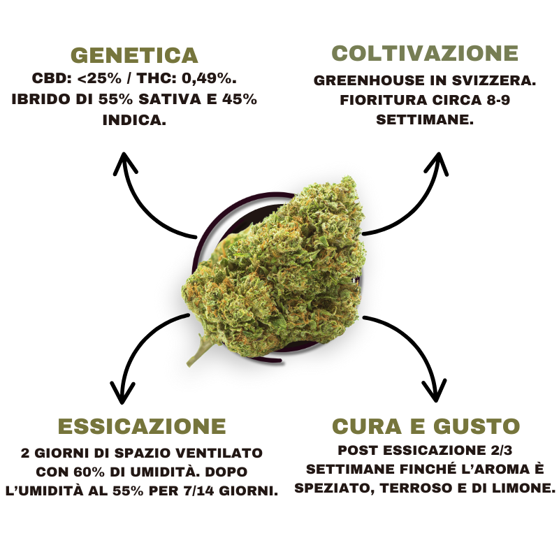 SWISSHERB_JACK_HERRER_CBD_DETAILS