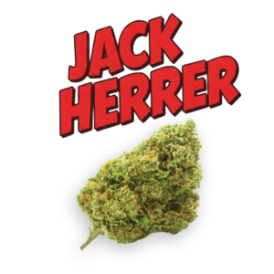 Jack Herrer CBD