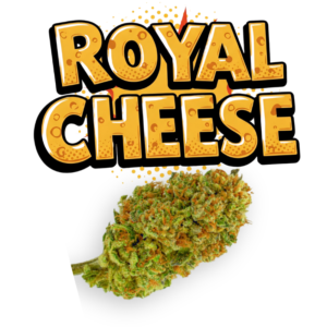 Royal Cheese Outdoor CBD