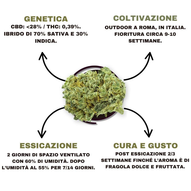 SWISSHERB_STRAWBERRY_HAZE_CBD_DETTAGLI