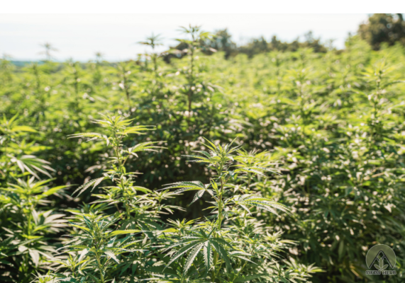 Una Guida alla Coltivazione della Cannabis