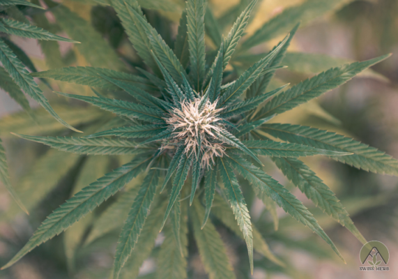 Cos'è la Cannabis