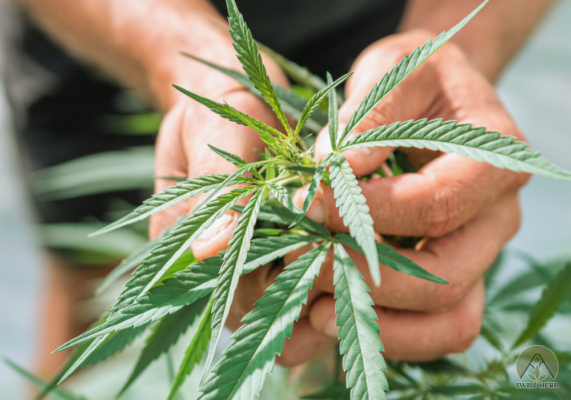 La Storia della Cannabis